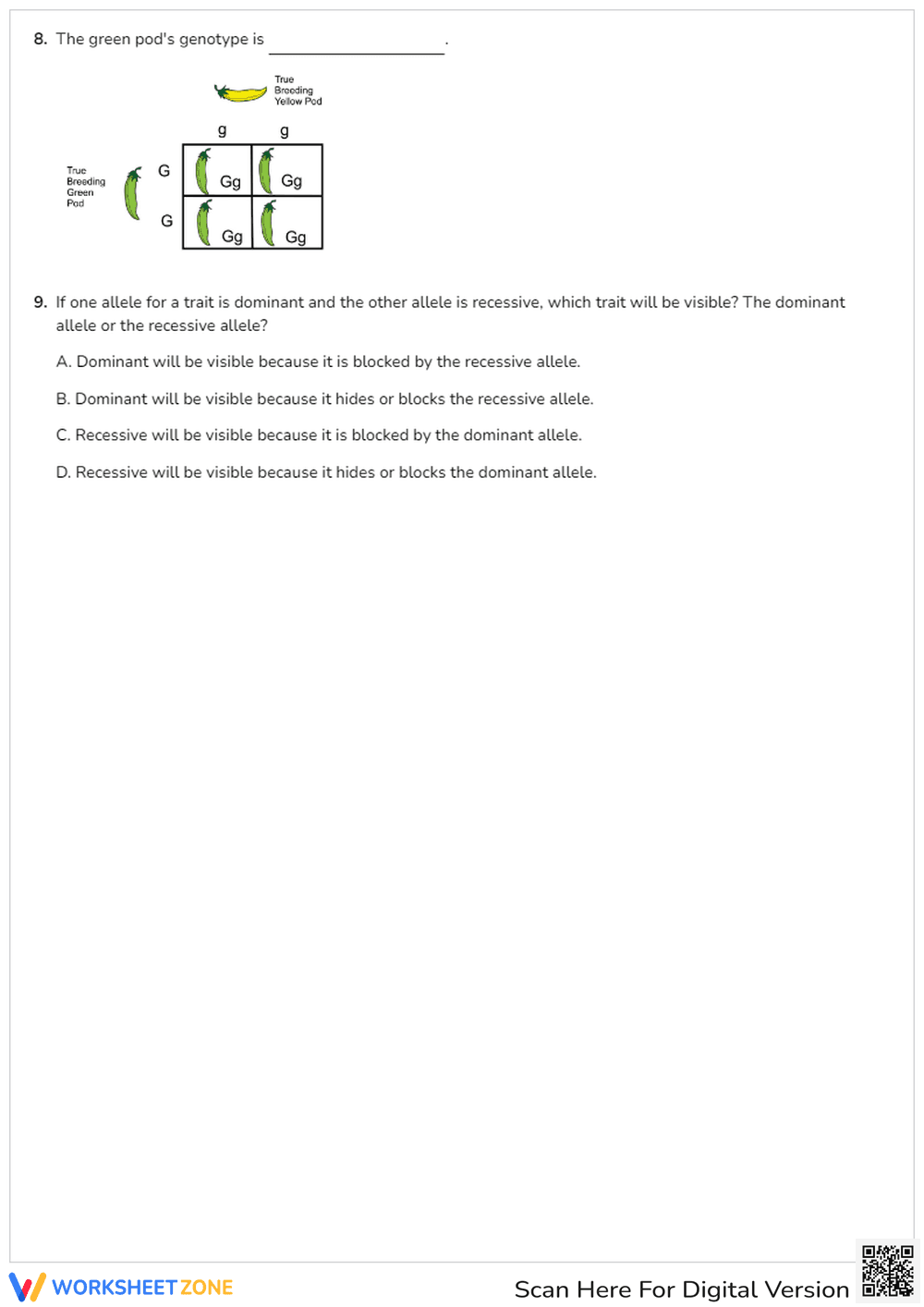 Practice with Monohybrid Crosses - Page 3