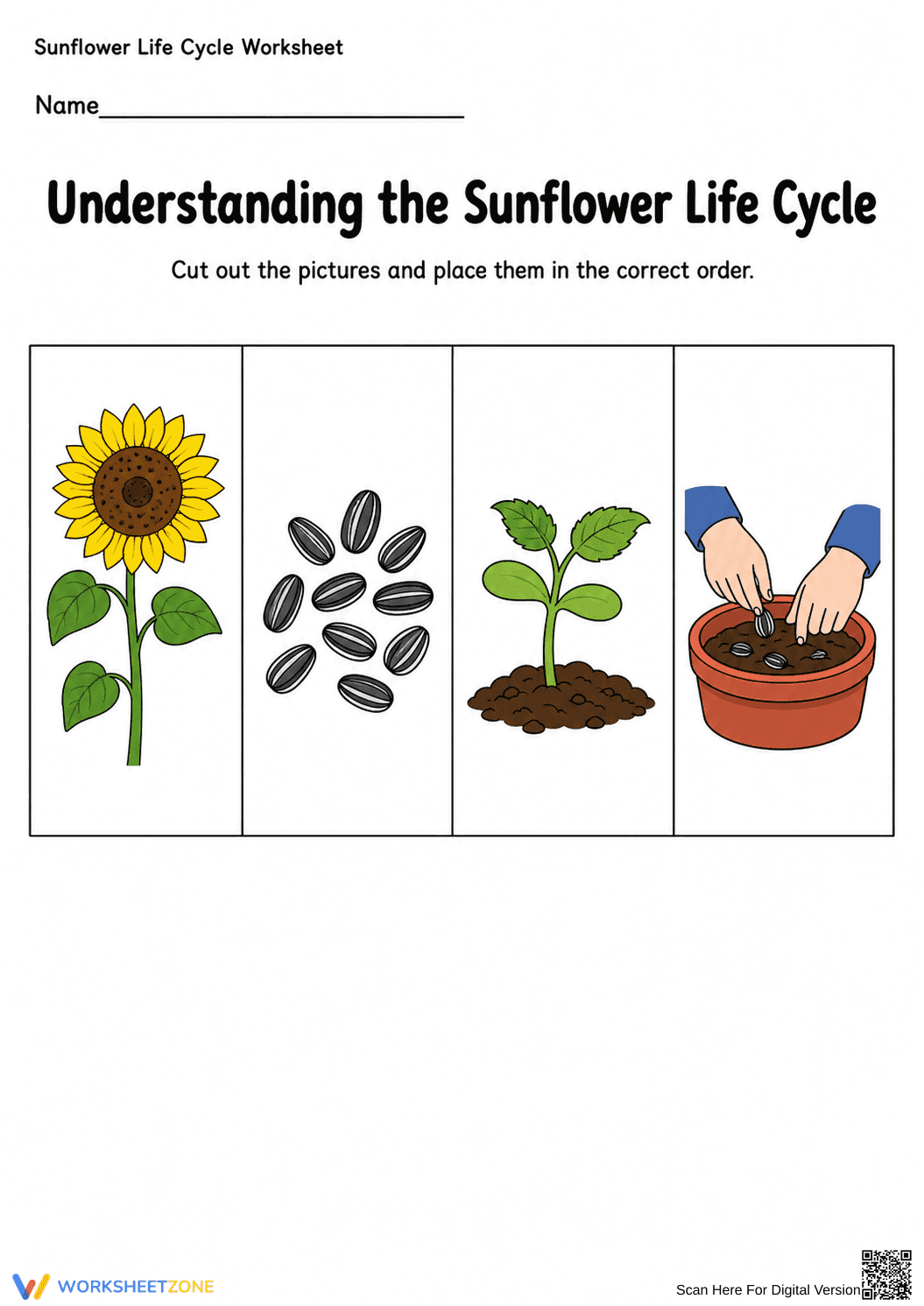 Printable Sunflower Life Cycle Worksheet | Grade K Science - Page 2