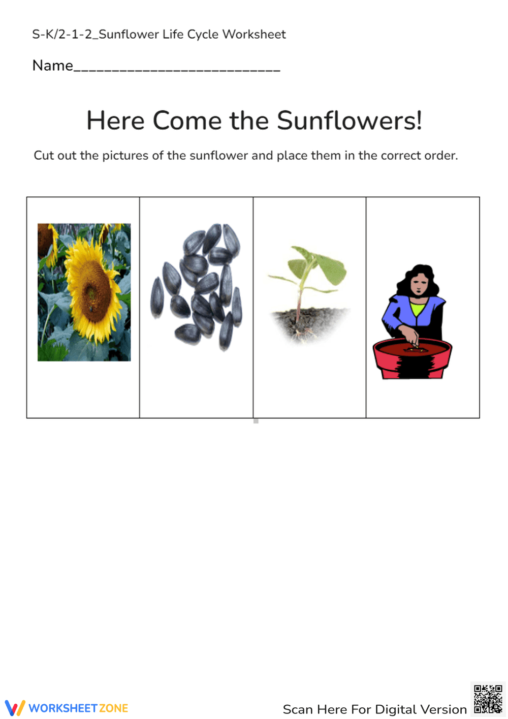 Understanding the Sunflower Life Cycle - Page 2