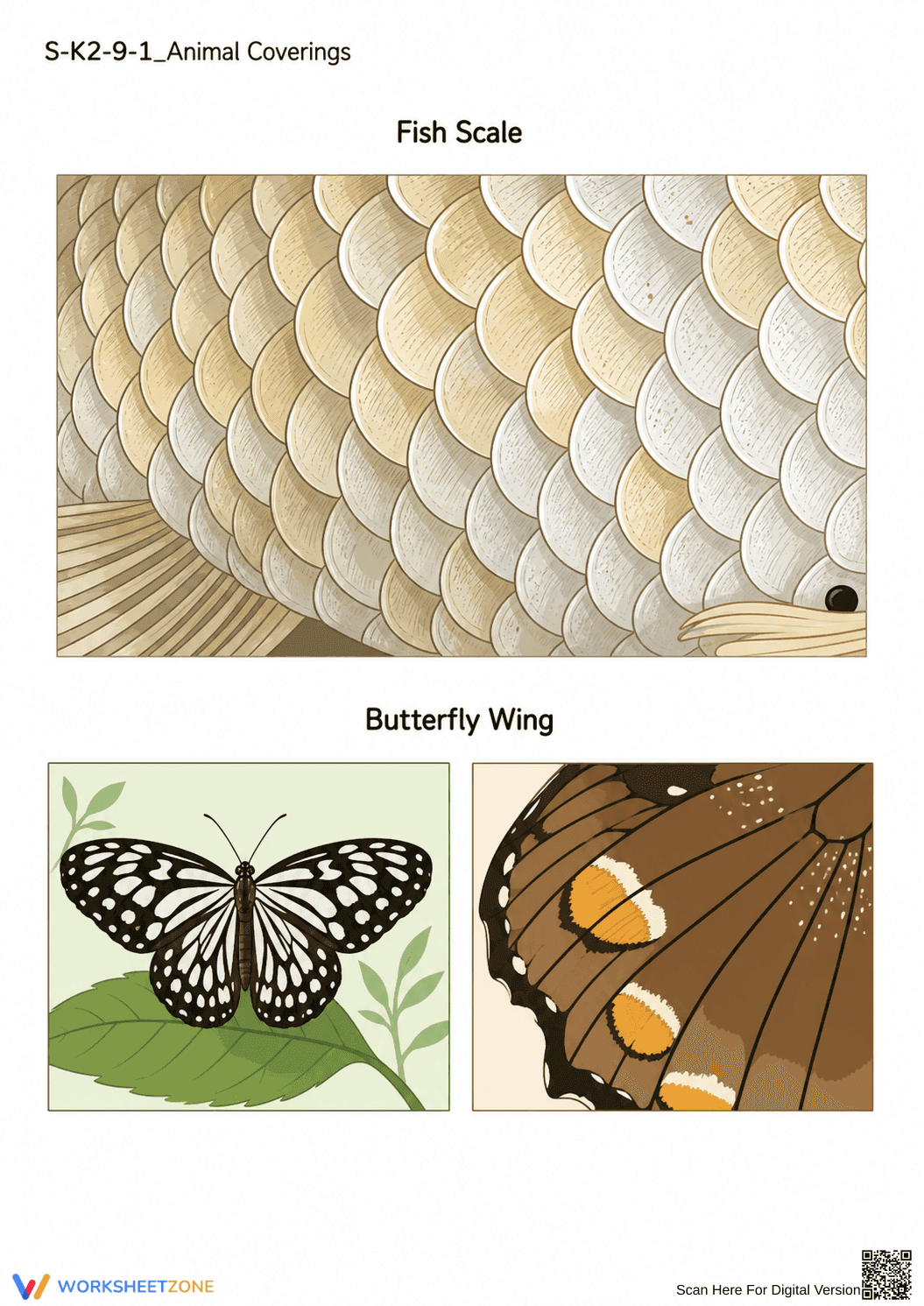 Animal Coverings Worksheet | Grade 1 Essential Science - Page 2