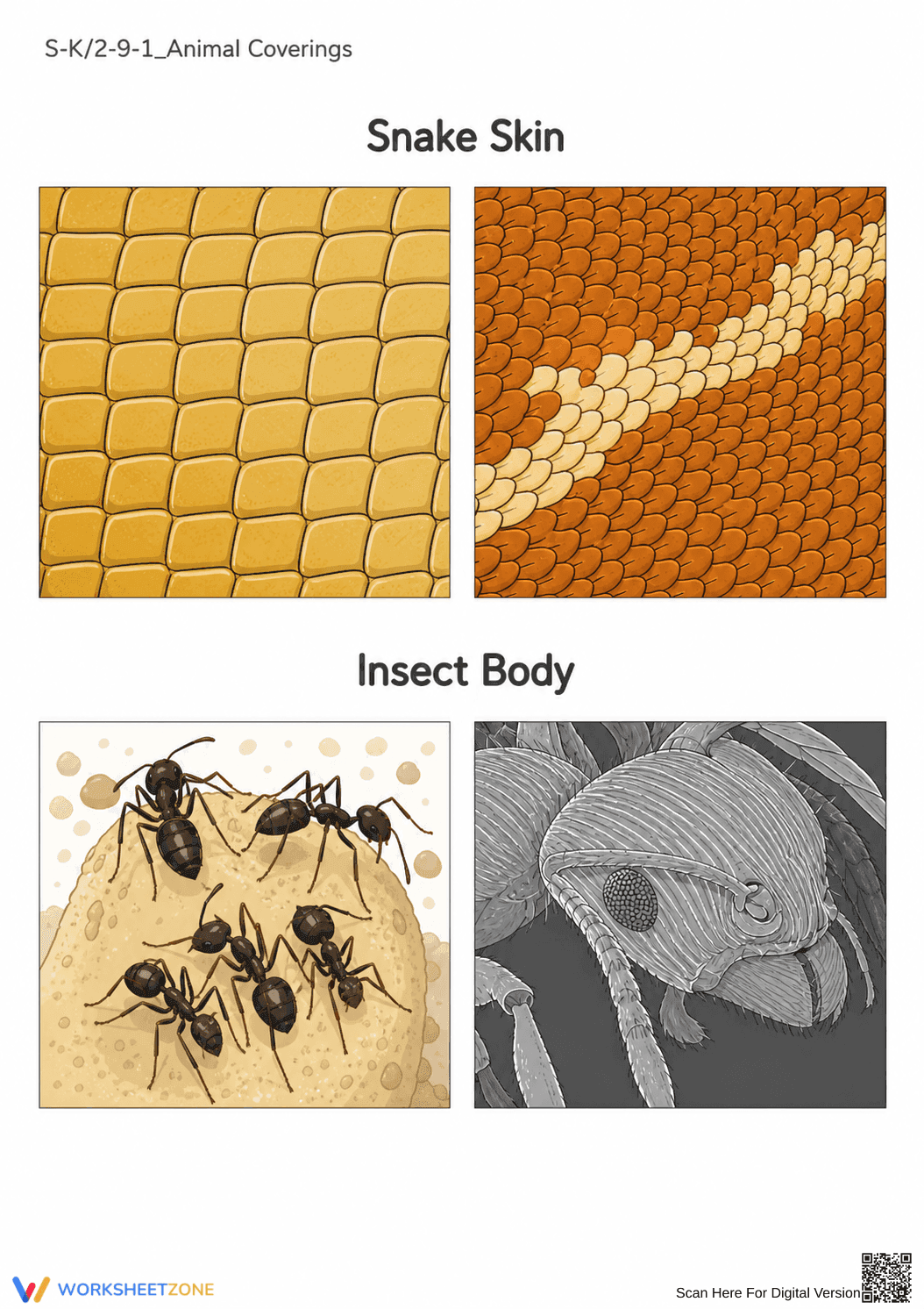Animal Coverings Worksheet | Grade 1 Essential Science - Page 3