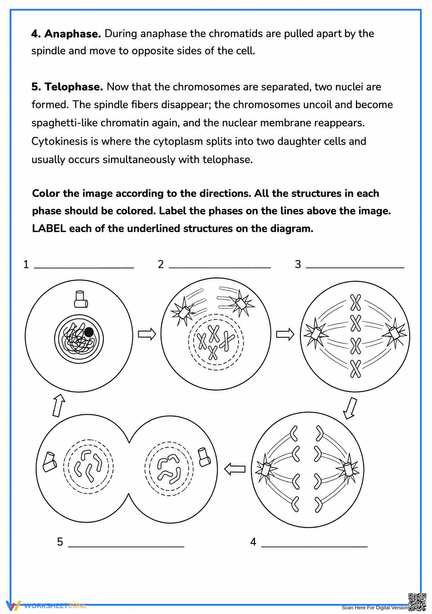 Printable Mitosis Coloring Worksheet | Grade 9-11 Biology - Page 2