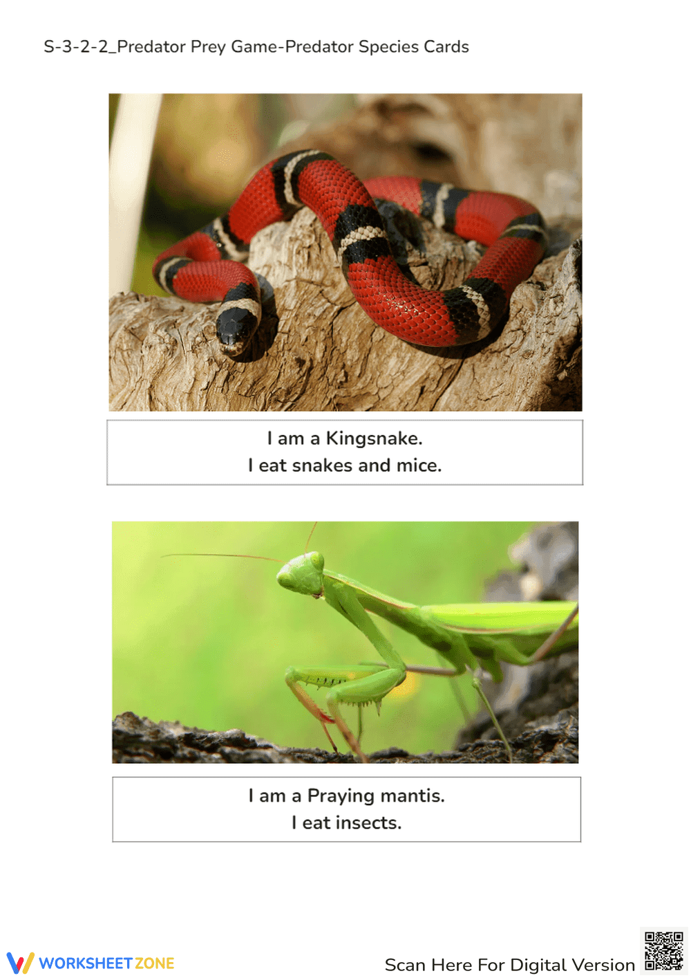 Predator & Prey Cards - Animal Diet Learning Game for Grades 1-3 - Page 2