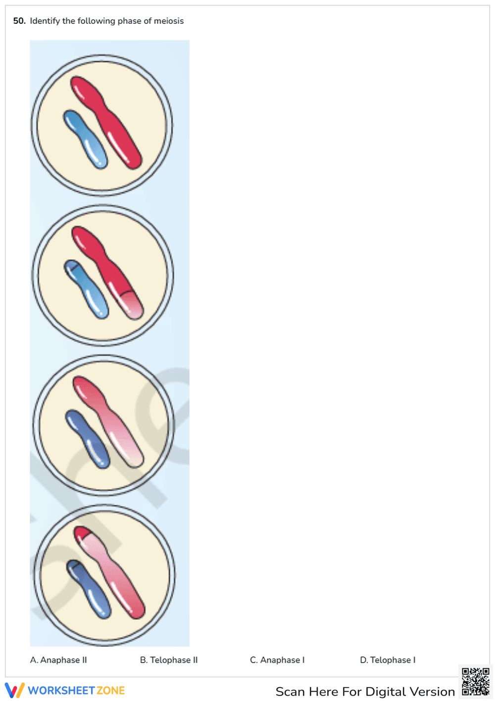 Meiosis - Page 7