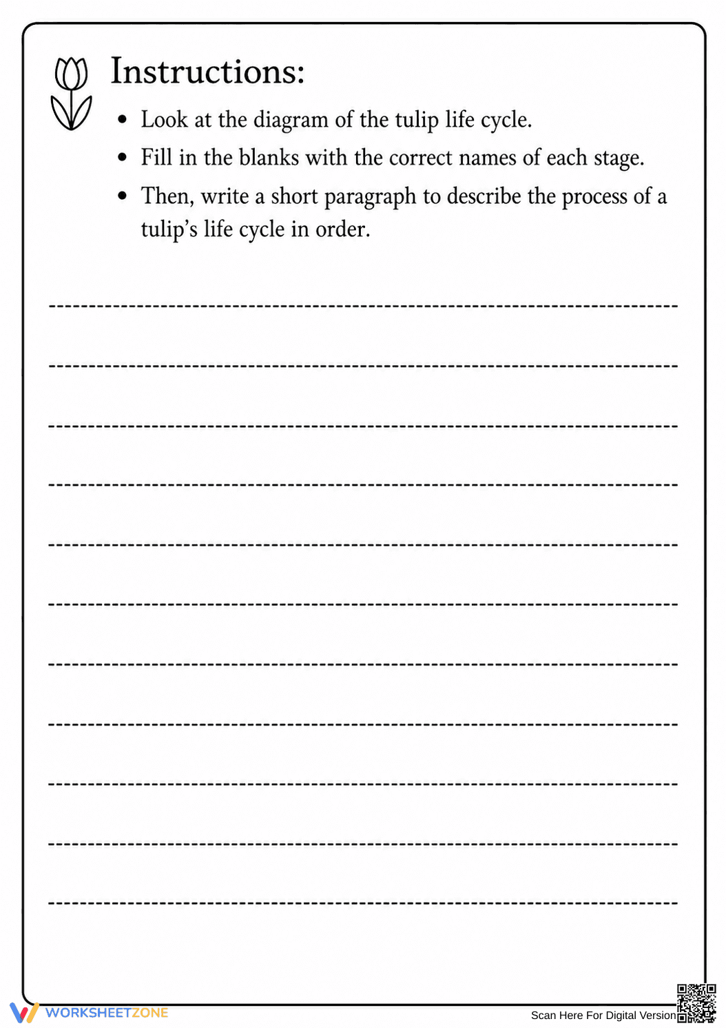 Printable Tulip Life Cycle Worksheet | Grade 3 Science - Page 2
