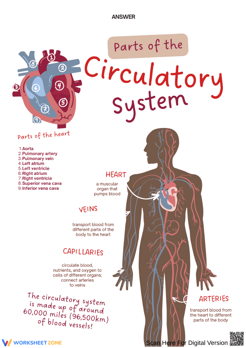 Parts of the Circulatory System Worksheet - Page 2