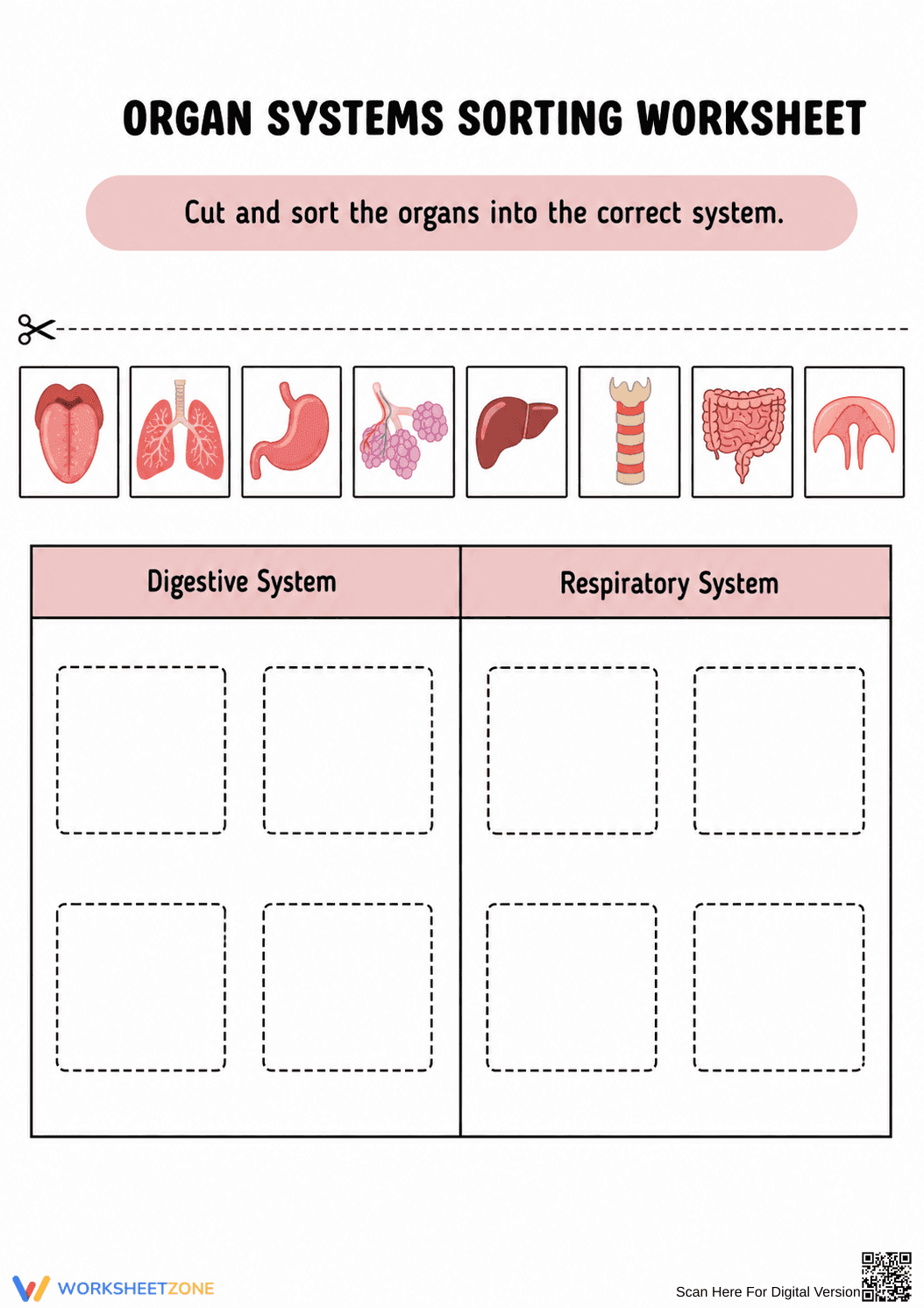 Organ Systems Sorting Worksheet | Grade 4 Essential - Page 2