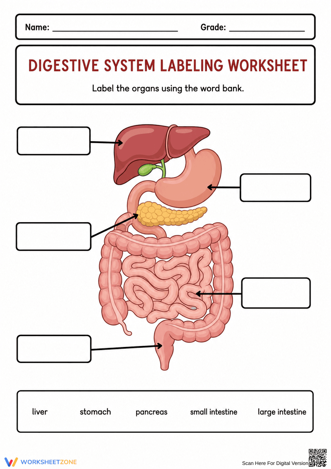 Grade 4 Digestive System — Printable No-Prep Worksheet - Page 2