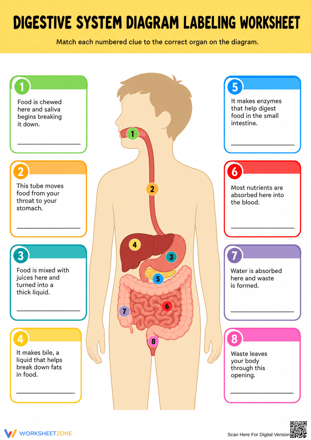 Essential Digestive System Labeling Worksheet | Grades 3-6 - Page 2
