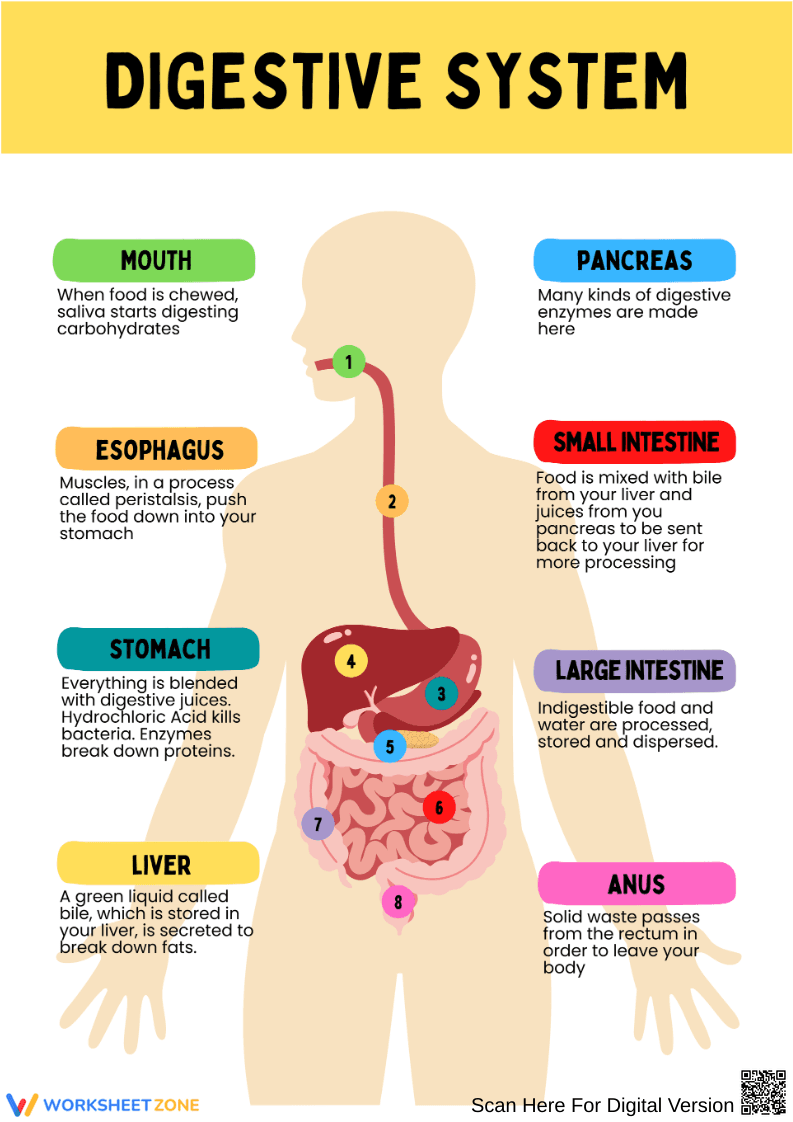 Digestive System Diagram Labeling Worksheet - Page 2