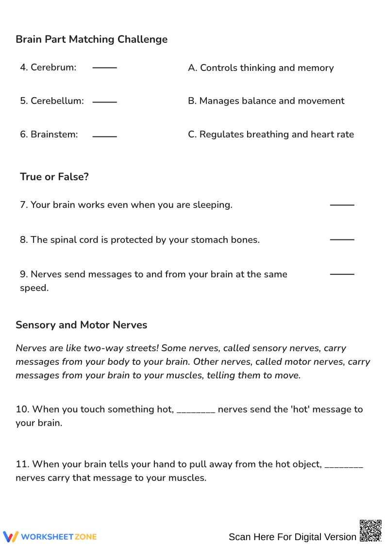 The Amazing Nervous System Question Worksheet - Page 2