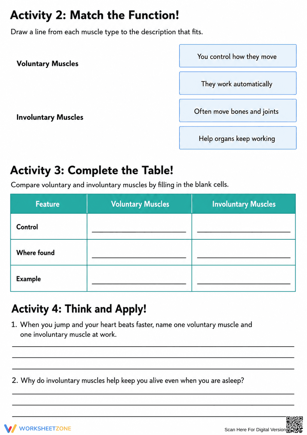 Essential Voluntary and Involuntary Muscles Worksheet - Page 2