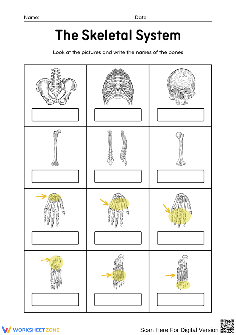 Skeletal System Bone Labeling Worksheet - Page 2