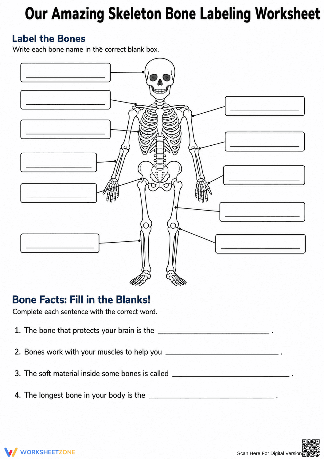 Essential Skeleton Bone Labeling Worksheet | Grades 3-6 - Page 2
