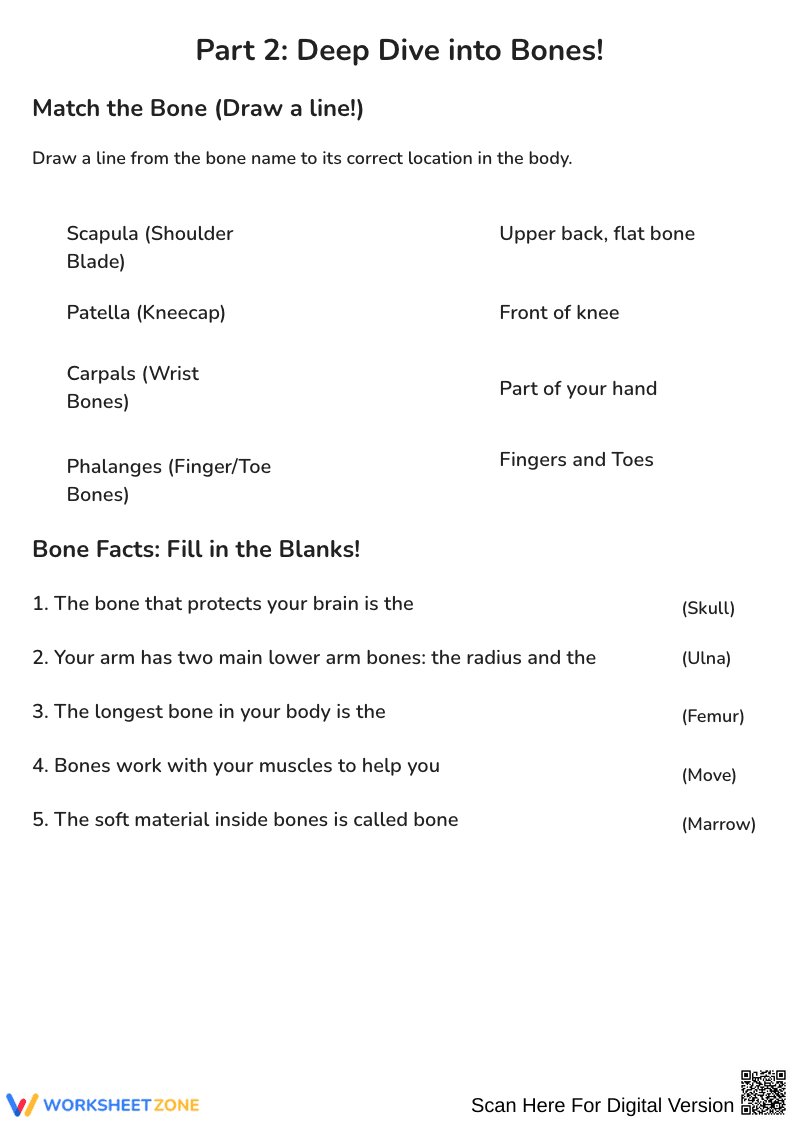 Our Amazing Skeleton Bone Labeling Worksheet - Page 2