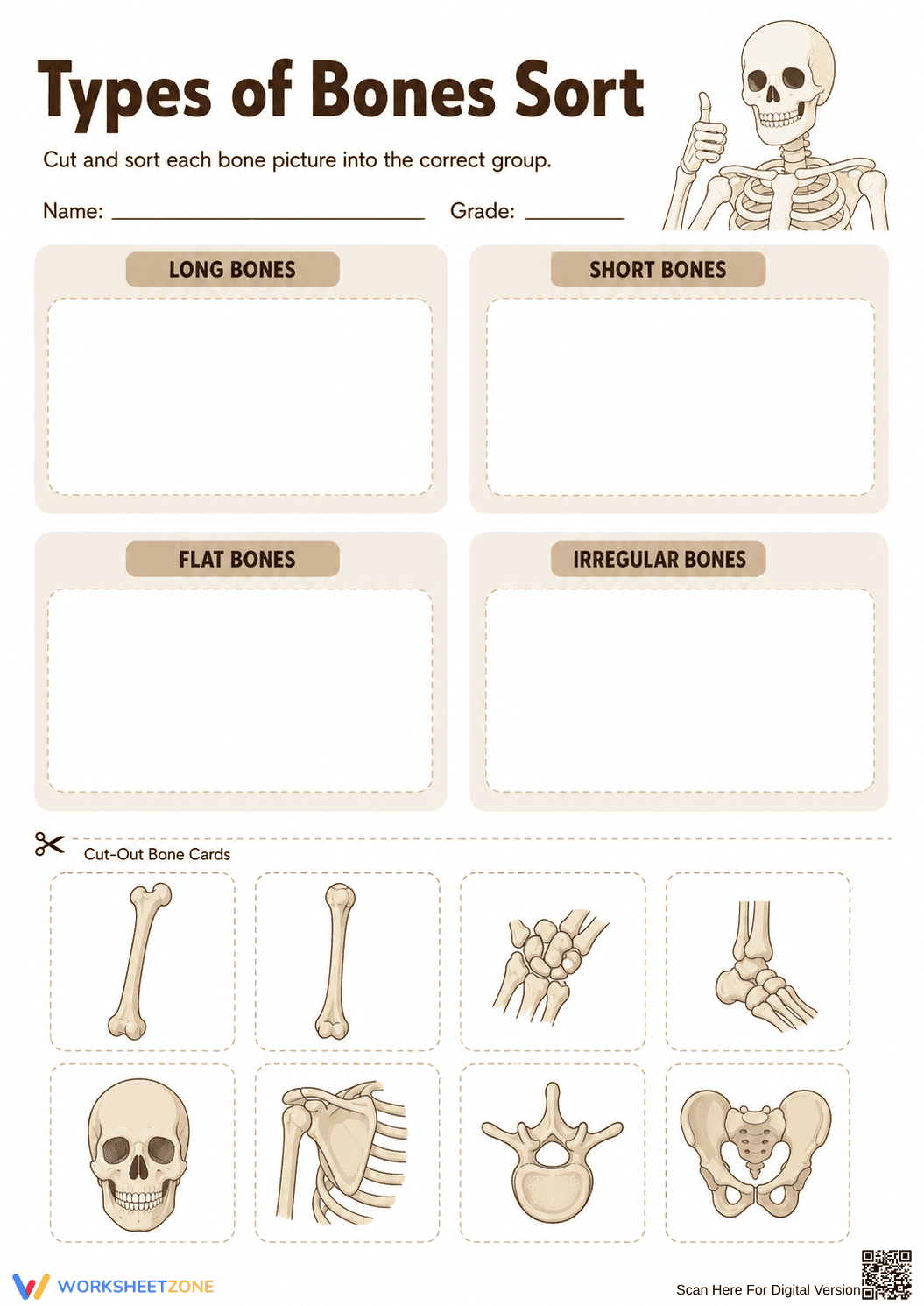 Types of Bones Sort Worksheet | Grade 4 Science Essential - Page 2