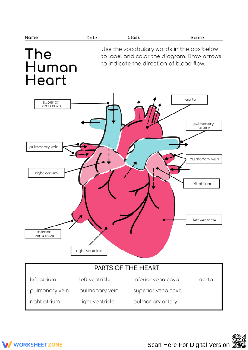 Human Heart Labeling and Blood Flow Diagram Worksheet - Page 2