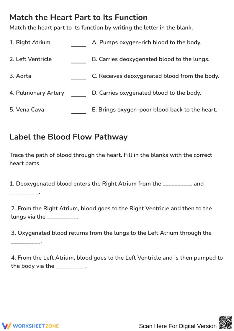 The Amazing Human Heart Color and Learn Worksheet - Page 2