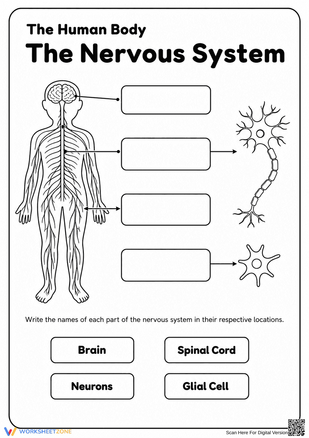 Printable Nervous System Worksheet | Grade 5-6 Science - Page 2