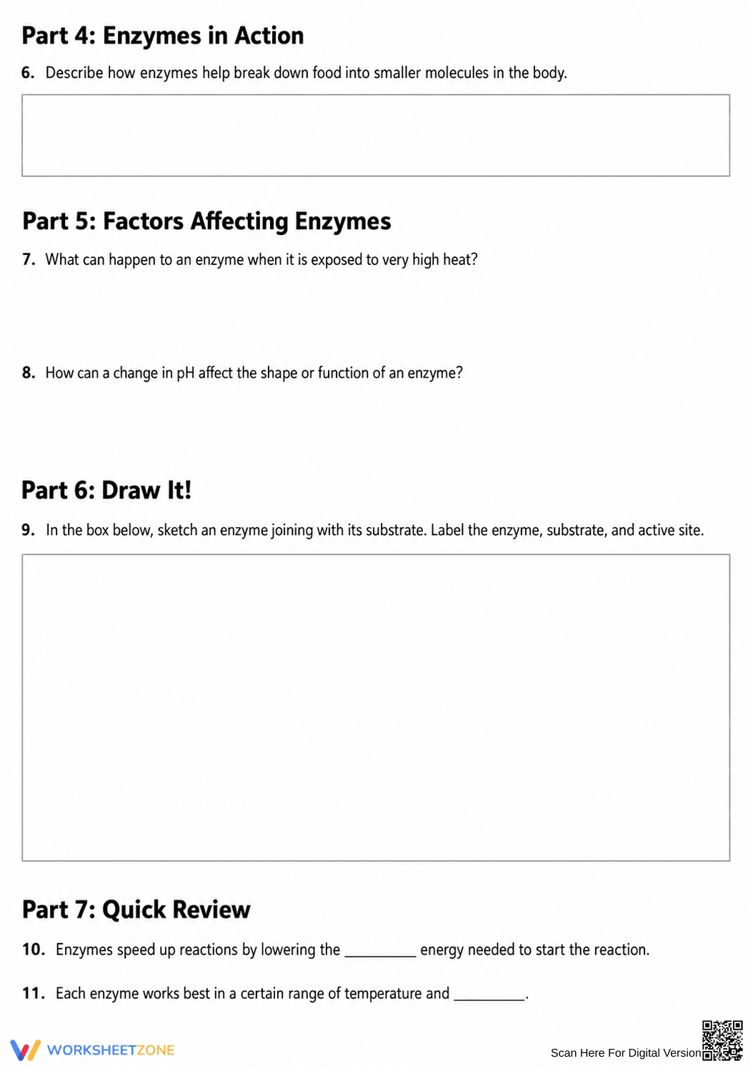 Enzyme Review Worksheet | Essential Grade 6-9 Science - Page 2