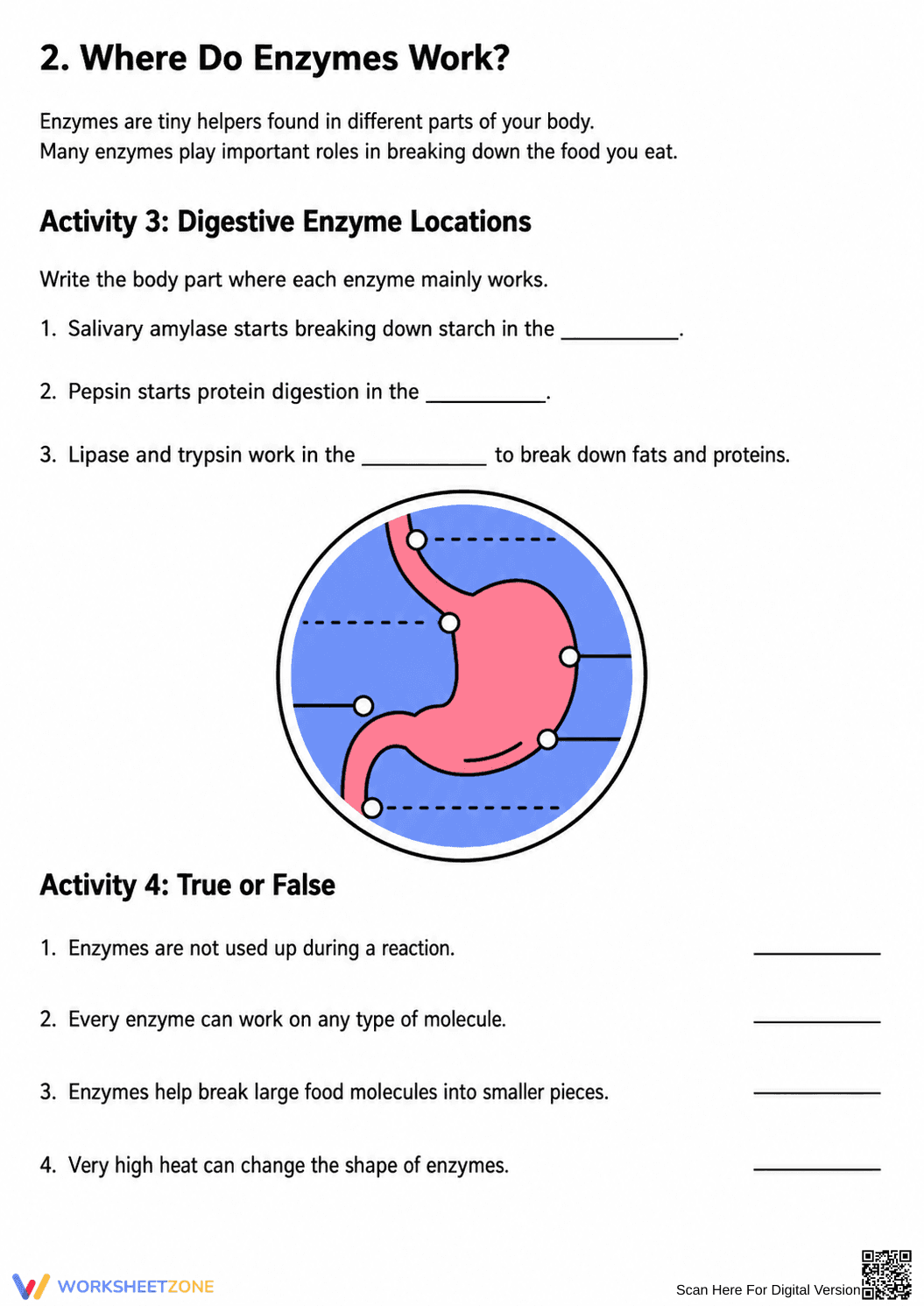 Grade 7 Enzymes — Printable No-Prep Worksheet - Page 2