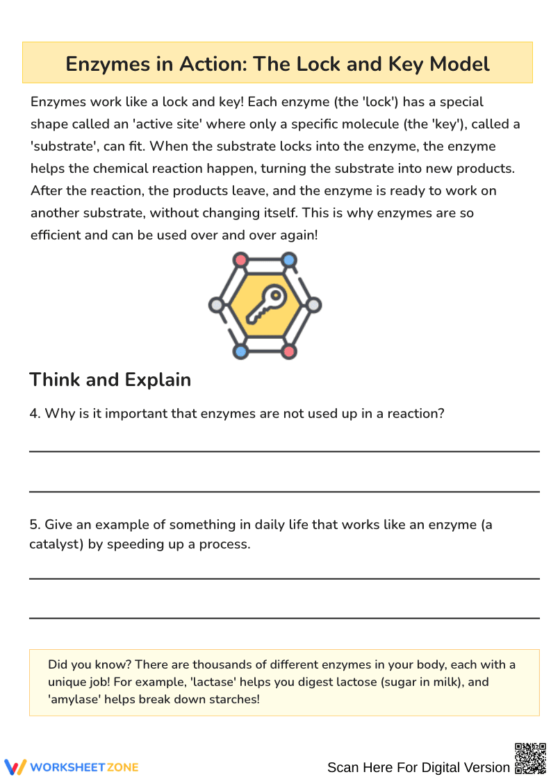 Enzymes: The Body’s Tiny Helpers Reading Worksheet - Page 2