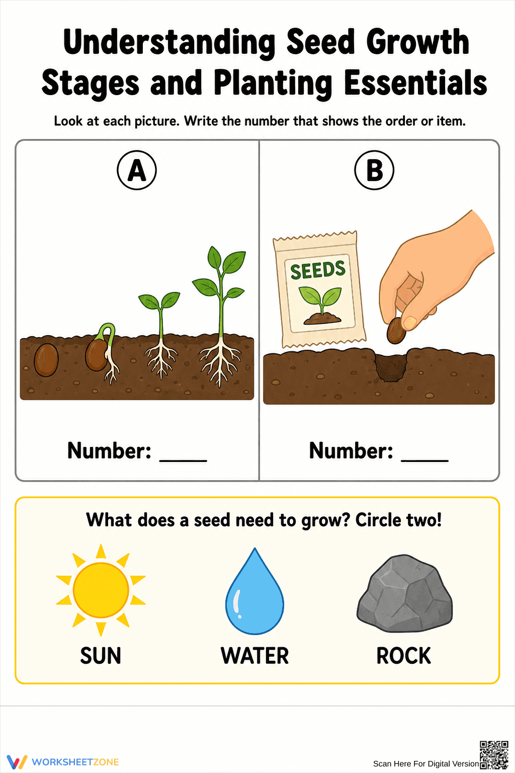Seed Growth Stages Worksheet | Grade K-2 Essential - Page 2