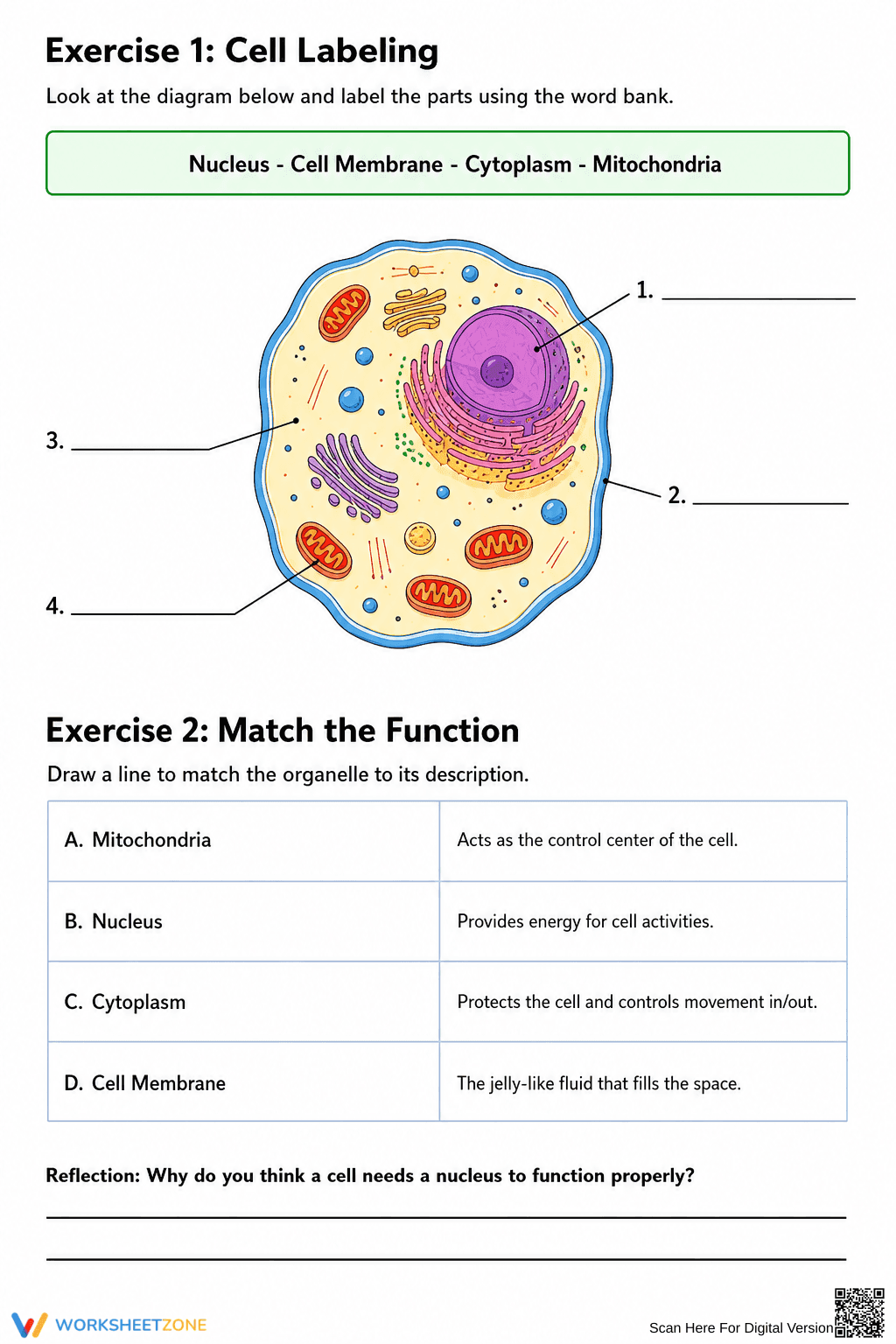 Grades 5-6 Animal Cells — Printable No-Prep Worksheet - Page 2