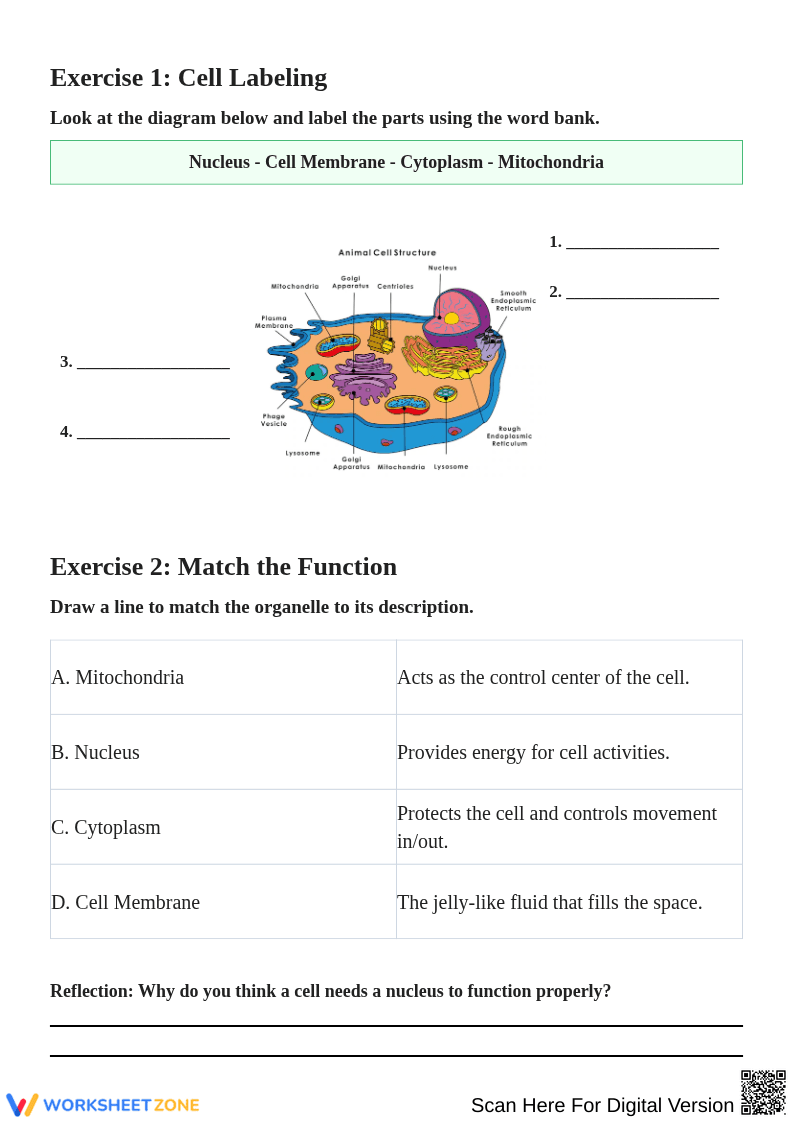 Understanding Animal Cells: Functions and Structures - Page 2