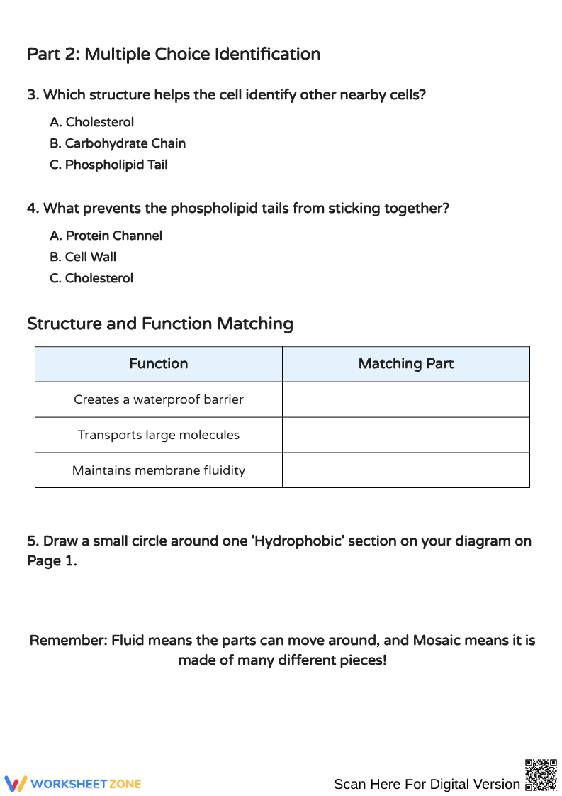 Cell Membrane Fluid Mosaic Coloring Activity - Page 2