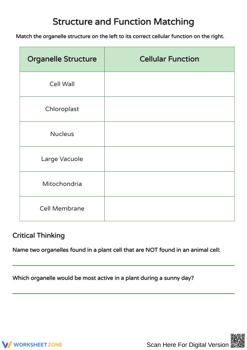 Plant Cell Structure and Function Worksheets - Page 2