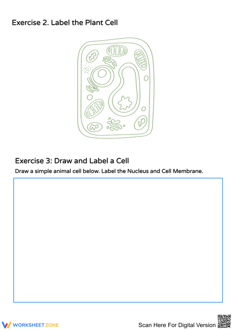Exploring Cells: Discovering Organelles and Their Functions - Page 2
