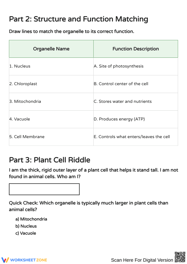 Plant Cell Coloring and Function Worksheet - Page 2