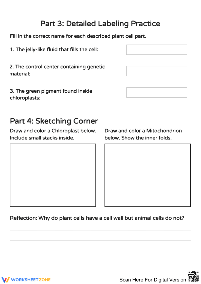 Explore Plant Cell Structure with Color Coding - Page 2