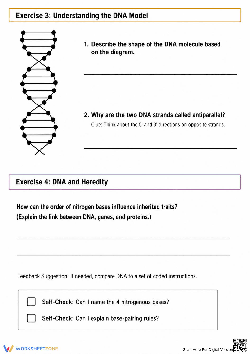 Essential DNA Structure Worksheet | Grade 9-10 Science - Page 2