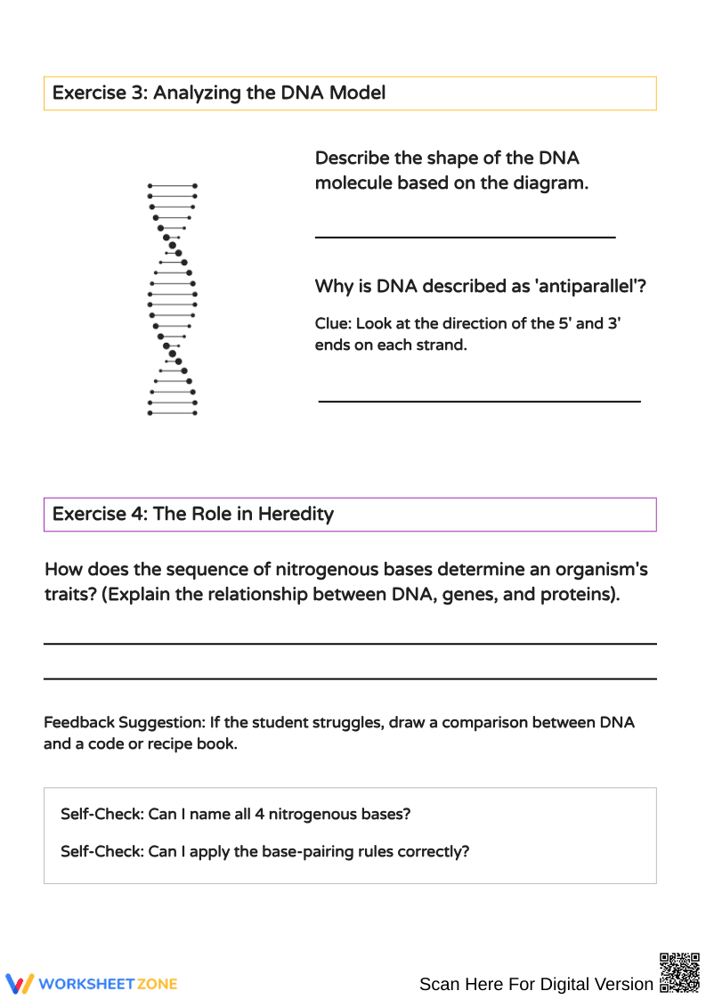 Exploring DNA: Structure and Function Activities - Page 2