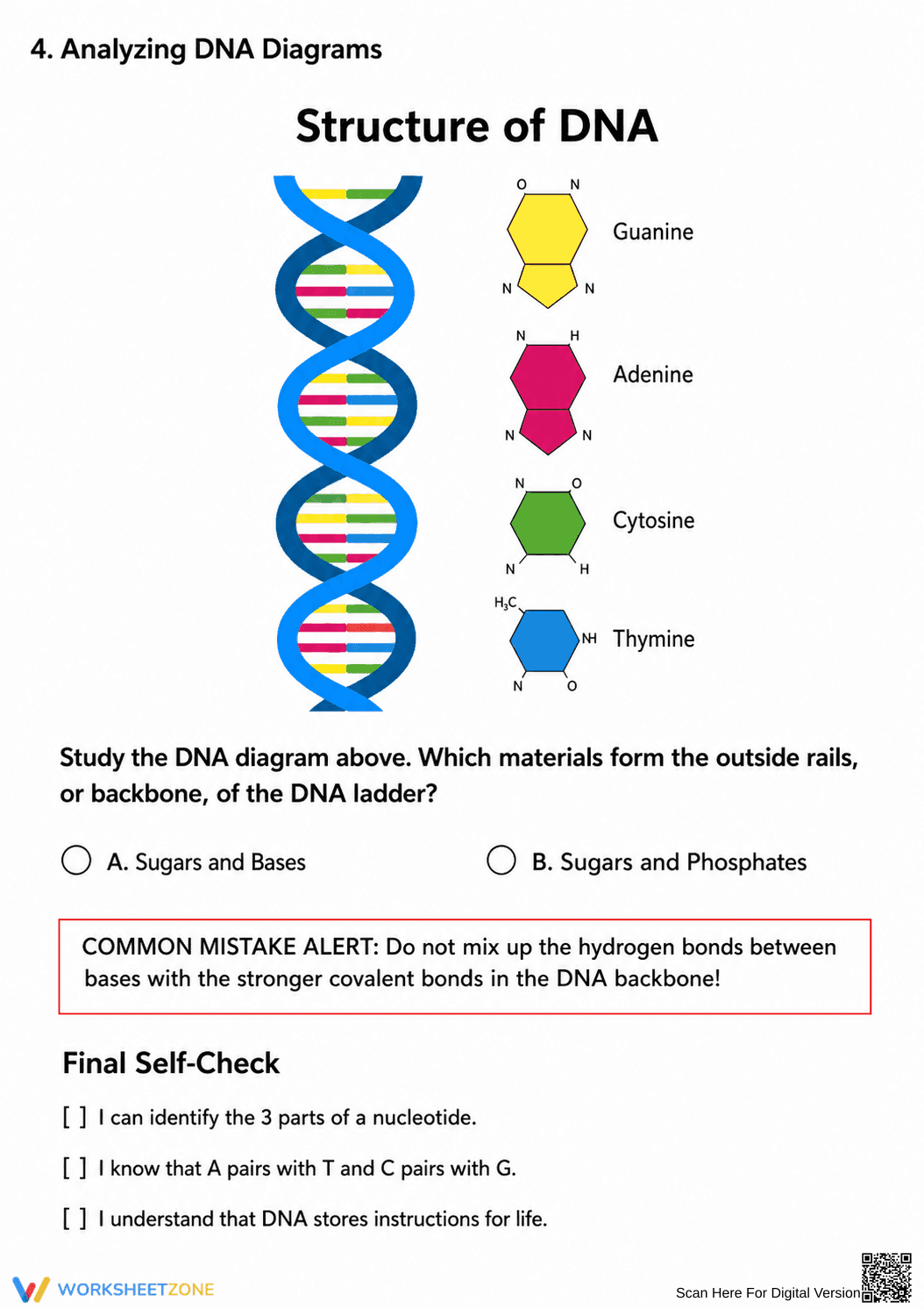 Printable DNA Structure Worksheet | Grade 9 Biology - Page 2