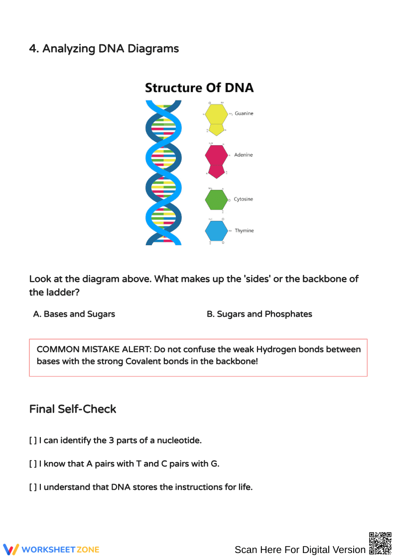 Understanding DNA Structure and Function Activities - Page 2