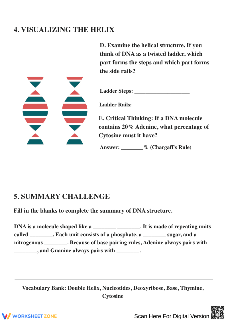 DNA: The Double Helix Structure Worksheet - Page 2