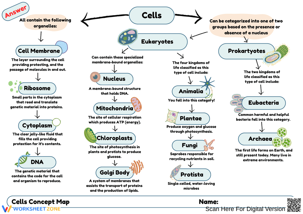 Exploring Cells: Concept Map Activity - Page 2