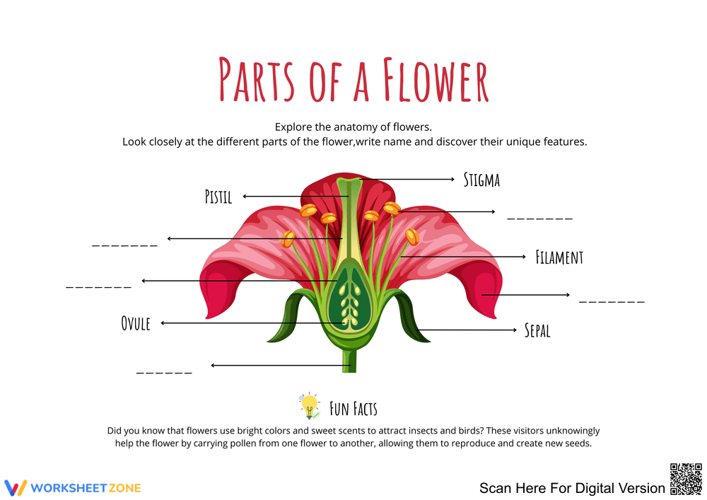 Explore the Parts of a Flower and Their Functions - Page 2