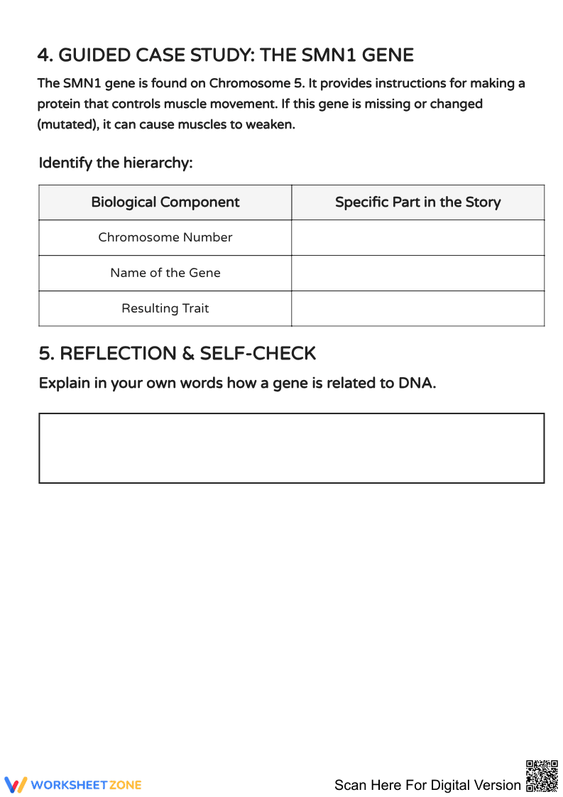 DNA, Genes, and Chromosomes Worksheet - Page 2