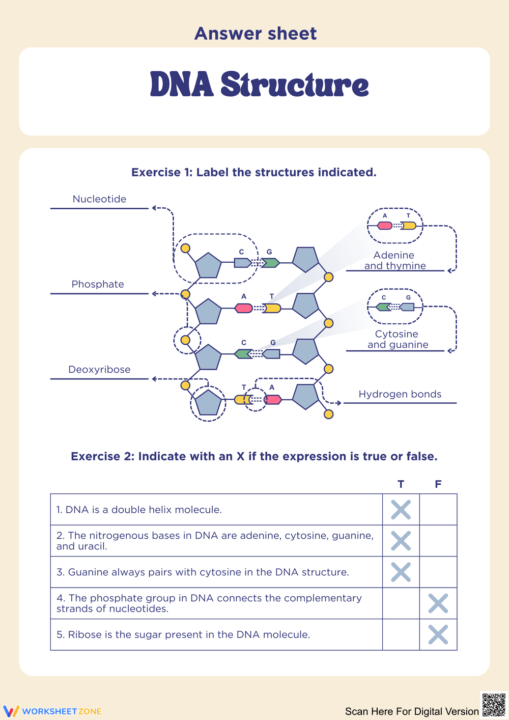 Understanding DNA Structure: Labeling and True/False Activities - Page 2
