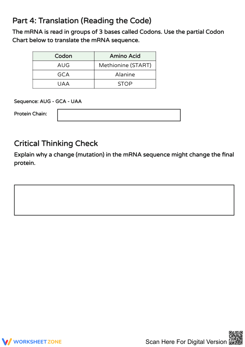 RNA and Protein Synthesis Worksheet - Page 2