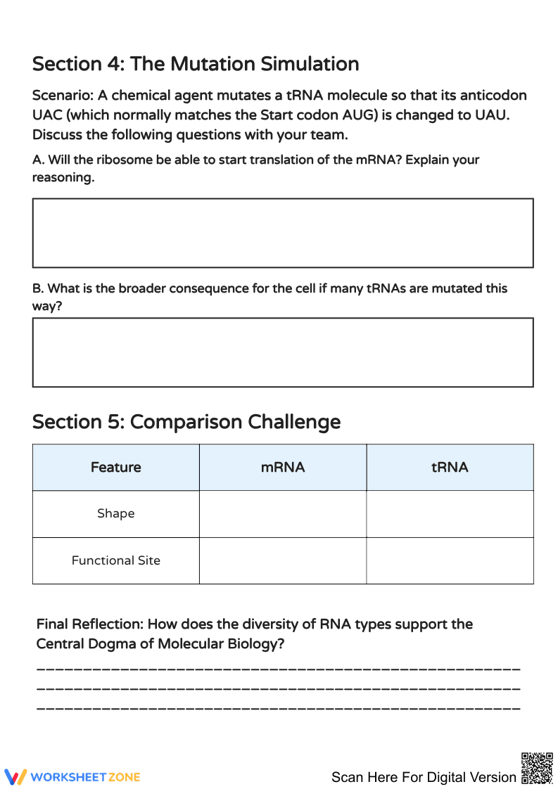 The Molecular Messengers: Exploring RNA Worksheet - Page 2