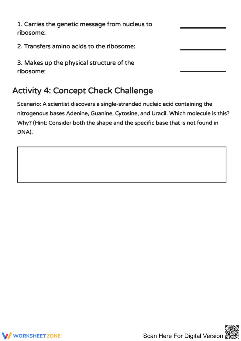 DNA and RNA: The Molecular Blueprints Worksheet - Page 2