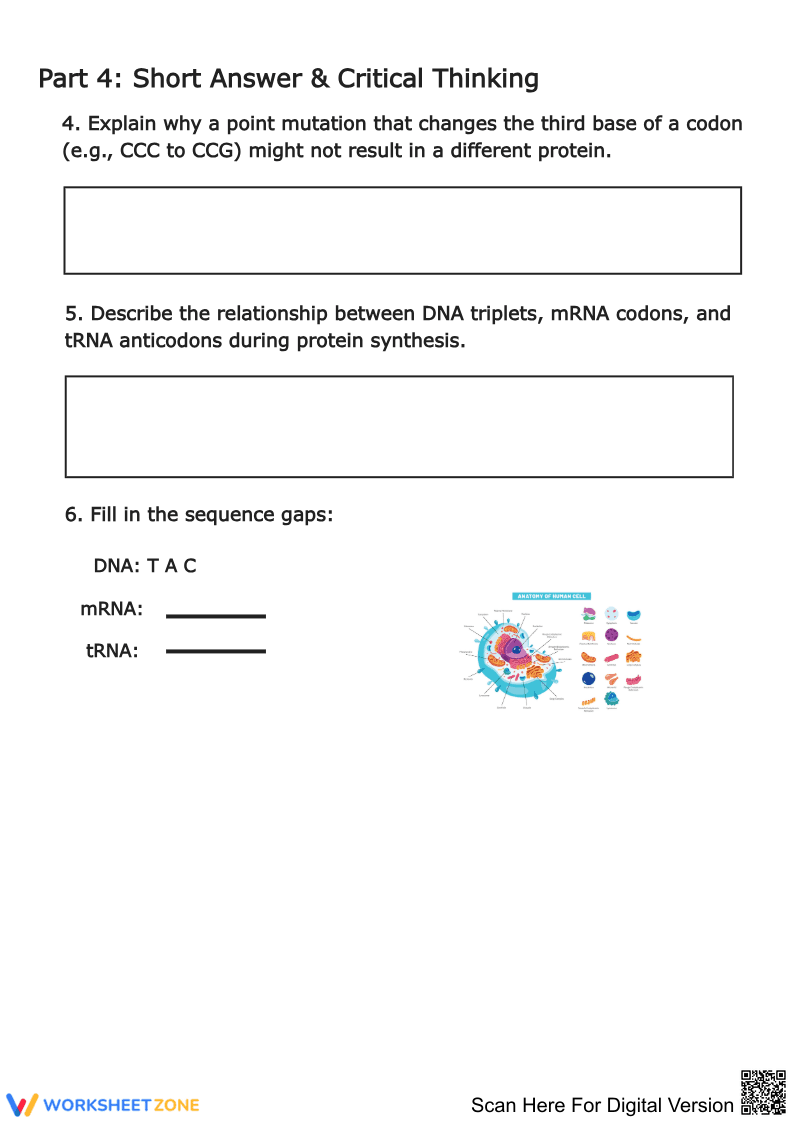 The Genetic Code: Mastering Codons Worksheet - Page 2