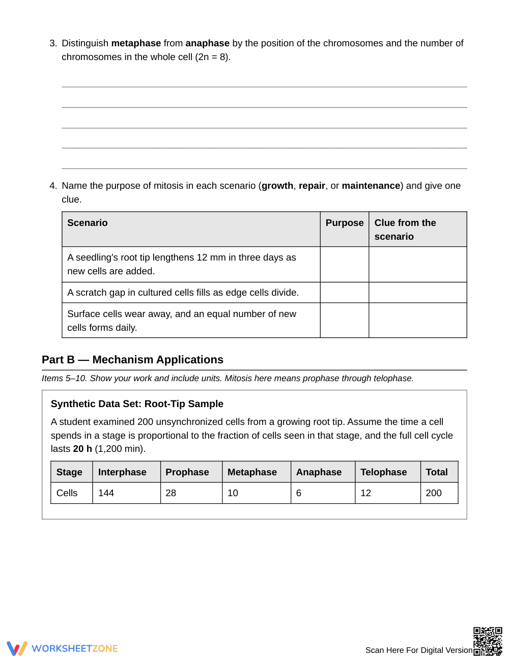 Printable Cell Cycle Stages Worksheet | Grade 9 Biology - Page 2