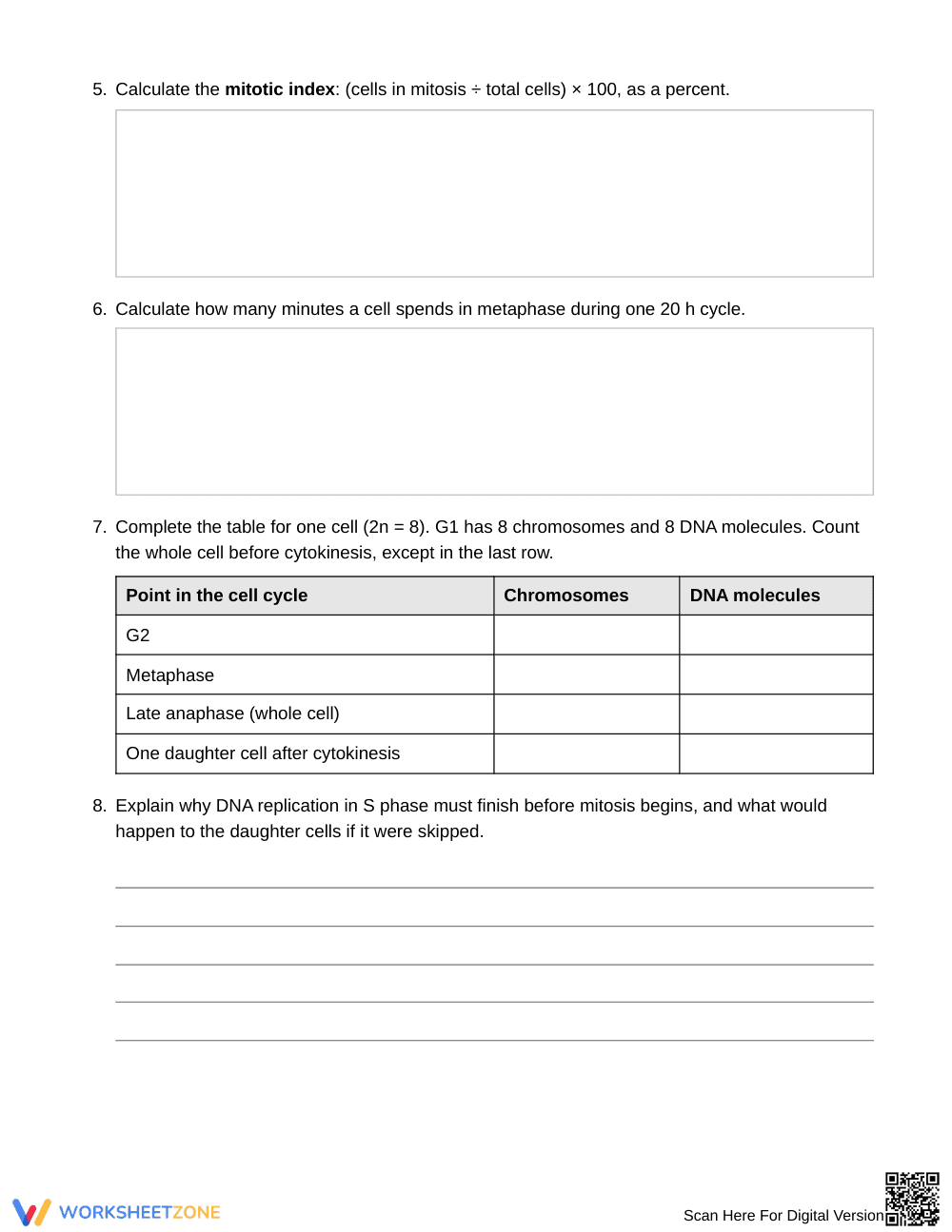Printable Cell Cycle Stages Worksheet | Grade 9 Biology - Page 3