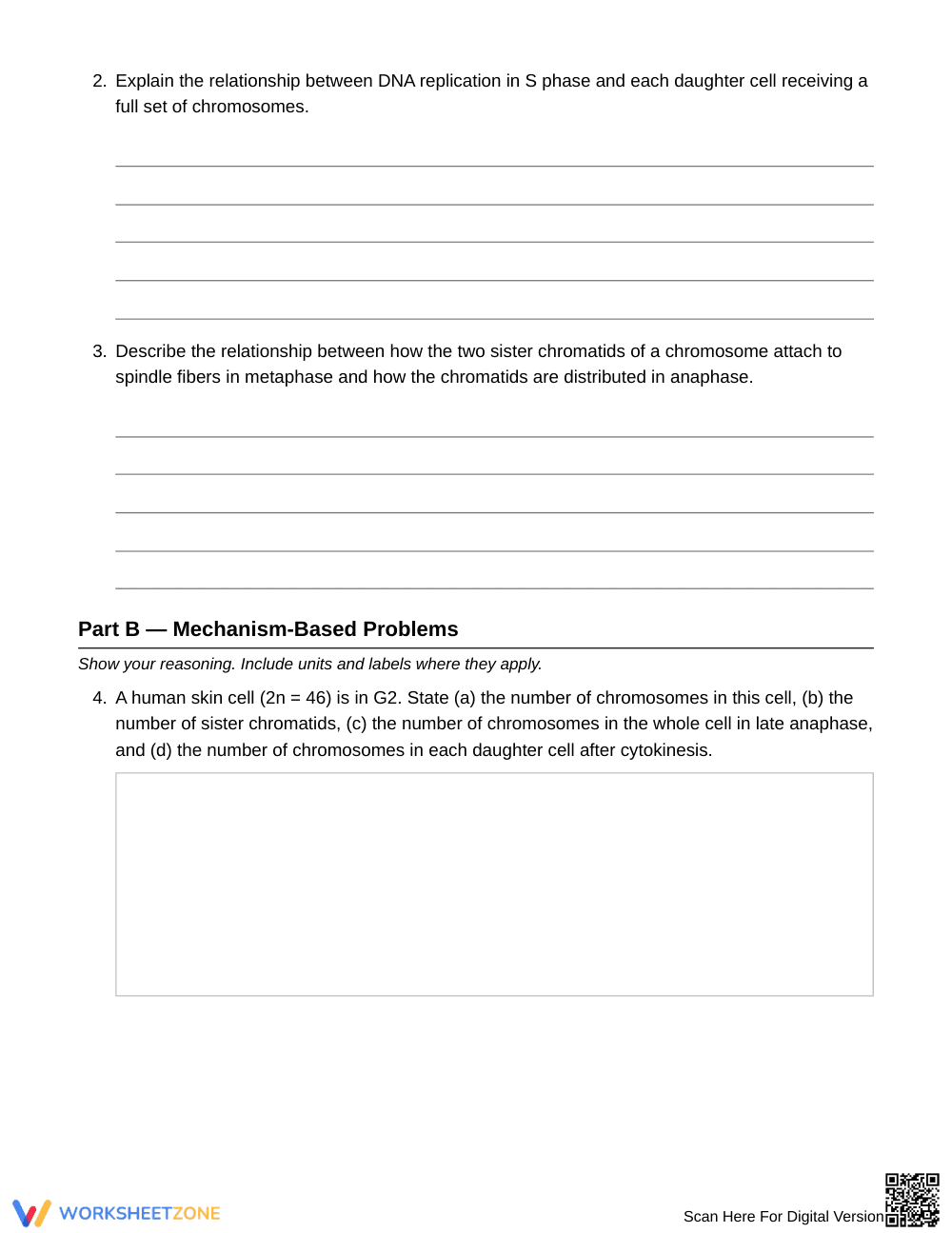 Printable Mitosis Chromosomes Worksheet | Grade 9 Biology - Page 2